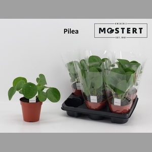 PILEA PEPEROMIOIDES