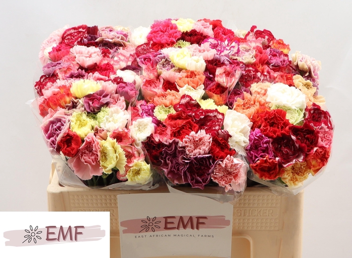 <h4>DI ST GEM IN BOS</h4>