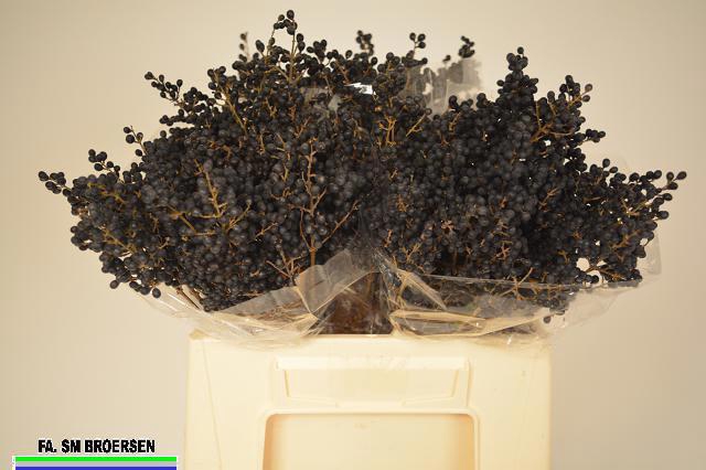 <h4>LIGU OV LIBELLE</h4>