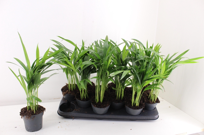 <h4>DYPSIS LUTESCENS</h4>