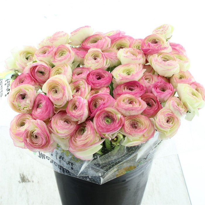 <h4>Ran Su Sr Felicidade White Pink Extra</h4>