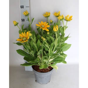 vaste planten 19 cm  Rudbeckia Summerina Ophelia