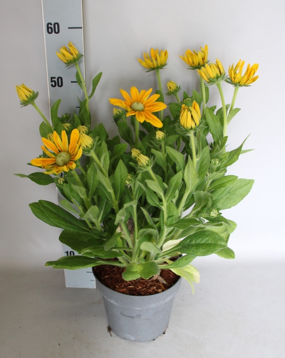 <h4>vaste planten 19 cm  Rudbeckia Summerina Ophelia</h4>