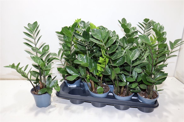 <h4>Zamio Zamiifolia</h4>