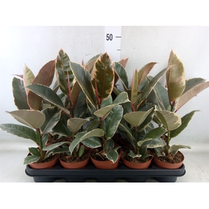 Ficus elastica 'Tineke'