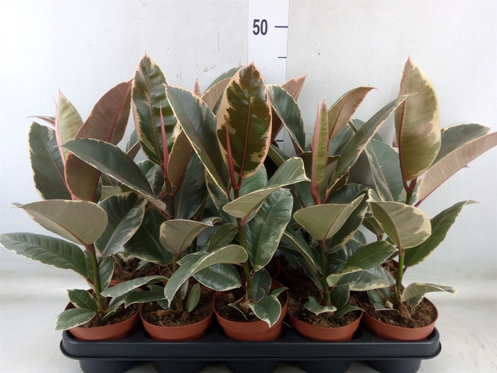 <h4>Ficus elastica 'Tineke'</h4>