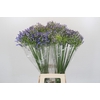 Agapanthus Mediterranee