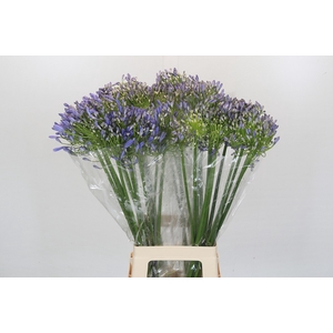 Agapanthus Mediterranee