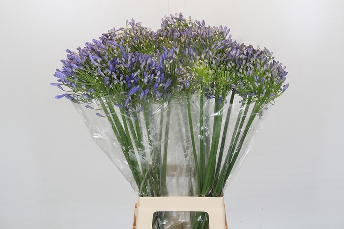 <h4>Agapanthus Mediterranee</h4>