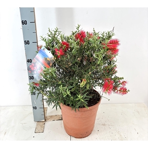 CALLIS CI SPLENDENS