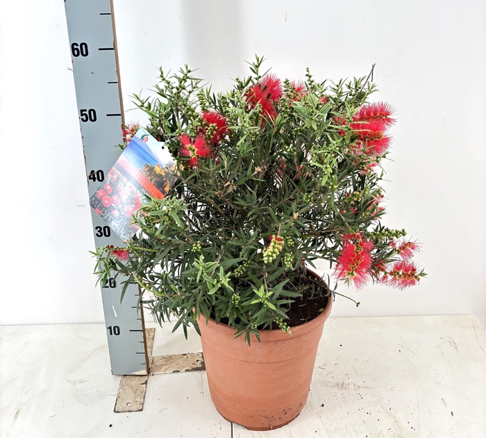 <h4>CALLIS CI SPLENDENS</h4>