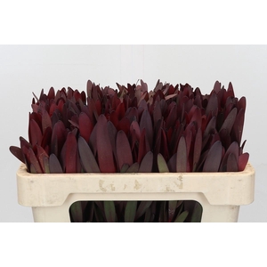 Leucadendron Saf Sunset Dark Red