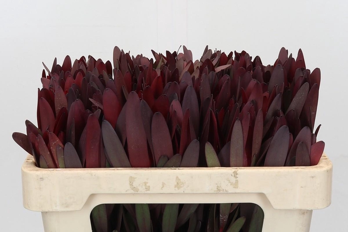 <h4>Leucadendron Saf Sunset Dark Red</h4>