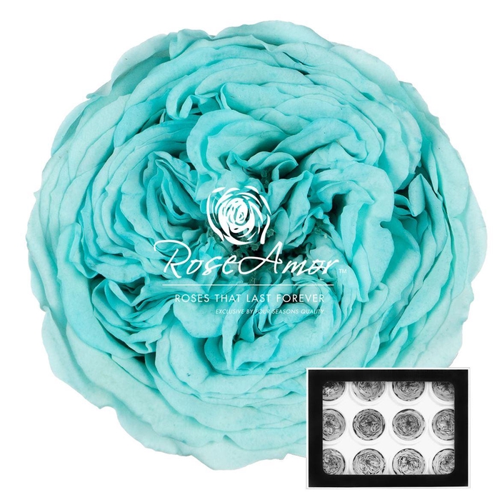 <h4>Amelia Blu02</h4>