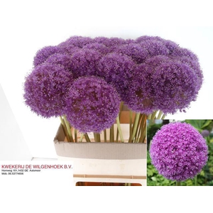 ALLIUM GIGANTEUM