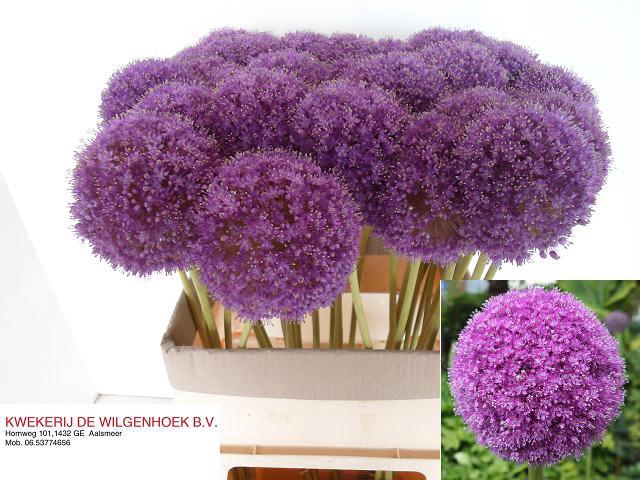 ALLIUM GIGANTEUM
