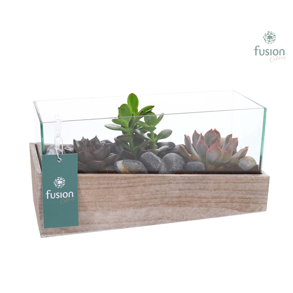 <h4>Aquarium Small met Succulenten</h4>