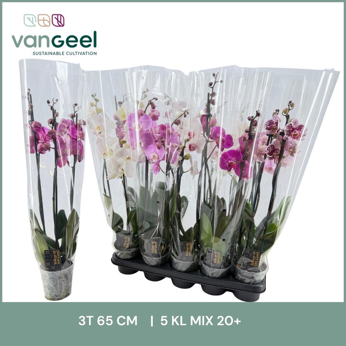 <h4>PHAL GEM 5 KL</h4>