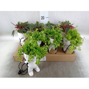 Arr.   Kamerplant Groen L%