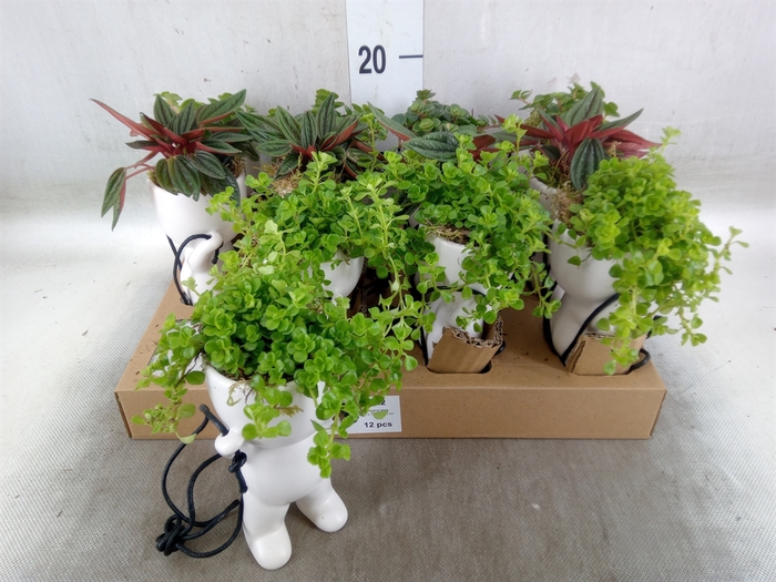 <h4>Arr.   Kamerplant Groen L%</h4>