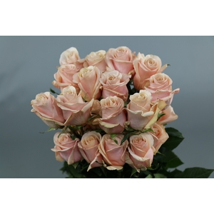 Rosa ec mother of pearl