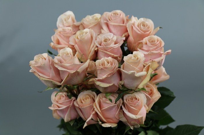 <h4>Rosa ec mother of pearl</h4>