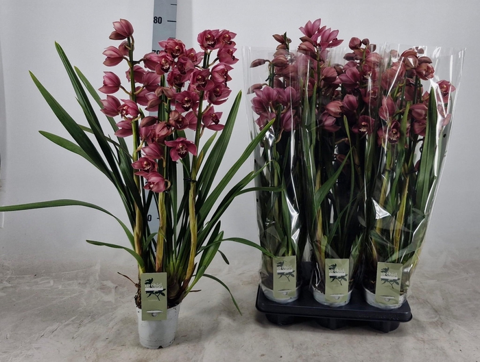 <h4>CYMB OVERIG</h4>