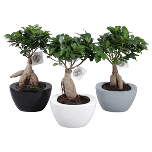 Ficus m. Ginseng pot ø15cm in ø22cm Folded pot colormix