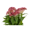 CELOSIA ARG CRISTATA NEO ROSE 060 CM