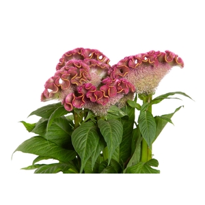 CELOSIA ARG CRISTATA NEO ROSE 070 CM