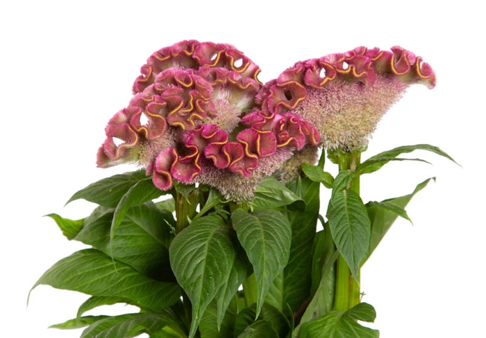 <h4>CELOSIA ARG CRISTATA NEO ROSE 060 CM</h4>