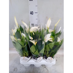 Anthurium  'Banderola Cava'