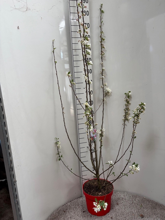 <h4>MALUS EVERESTE</h4>