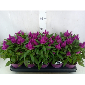 Celosia arg. SP 'Deep Purple'