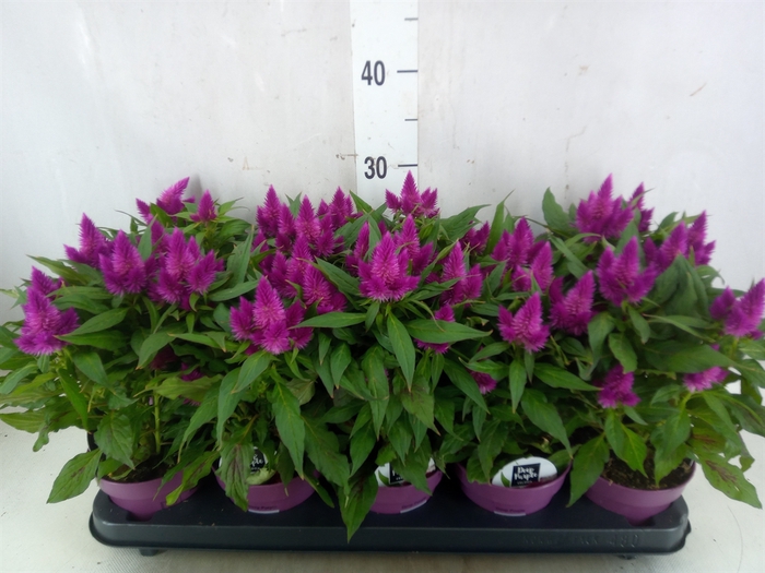 <h4>Celosia arg. SP 'Deep Purple'</h4>
