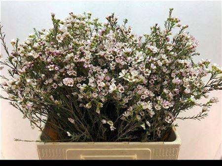 <h4>Chame Blondie</h4>