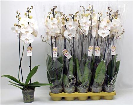 <h4>Phal An Man Mindoro 2 Branches 20+</h4>