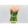 Zantedeschia Eydolls Salmon
