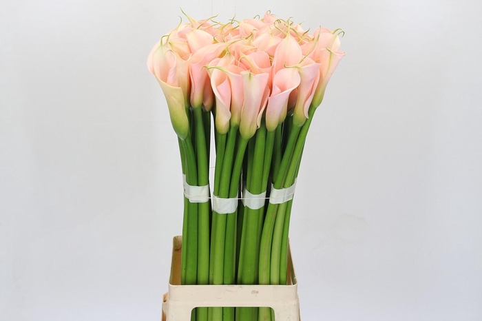 <h4>Zantedeschia Eydolls Salmon</h4>