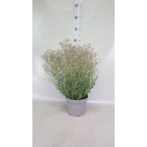 Gypsophila panic. 'Summer Sparkles'