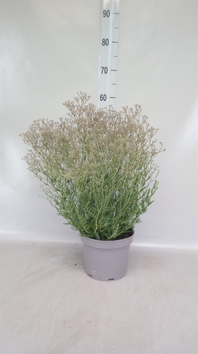<h4>Gypsophila panic. 'Summer Sparkles'</h4>