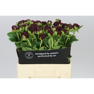 Paeonia Old Faithful