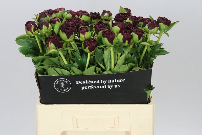 <h4>Paeonia Old Faithful</h4>