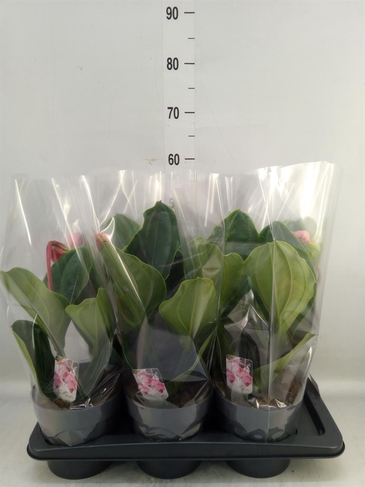 <h4>Medinilla magn. 'Flamenco'</h4>