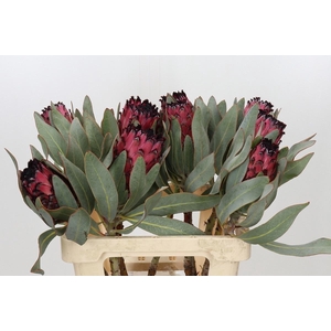 Protea Ma Red Beauty