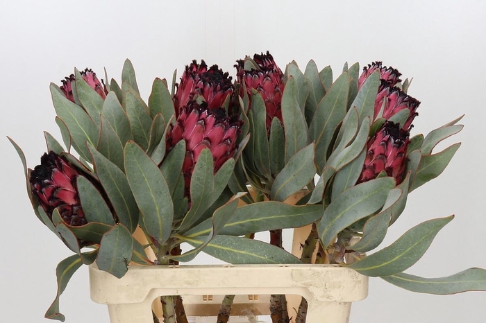 <h4>Protea Ma Red Beauty</h4>