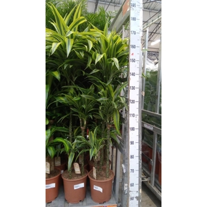 Dracaena fr de 'LemonLime'