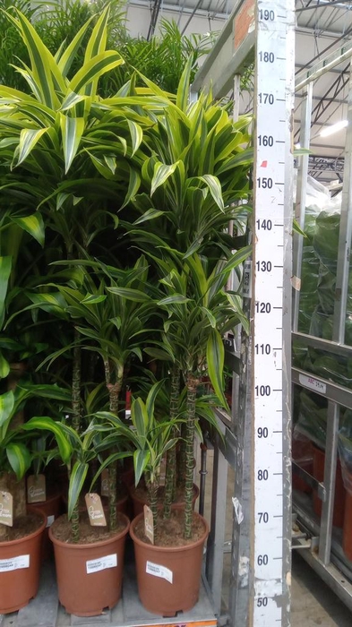 <h4>Dracaena fr de 'LemonLime'</h4>