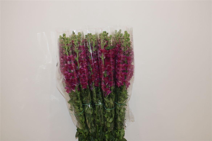 <h4>Antir Overig Lilac</h4>