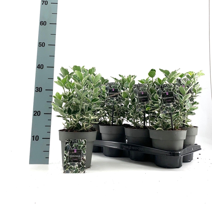 <h4>EUONYMUS JAP KATHY</h4>